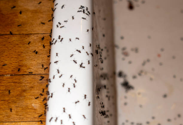 Best Mosquito Control Services  in Lyman, WY