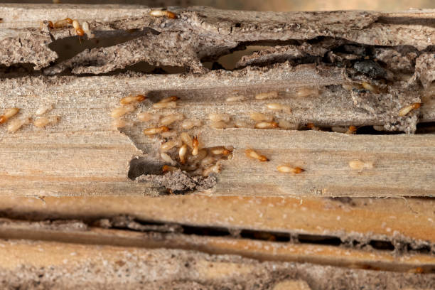 Best Exterminator Services  in Lyman, WY
